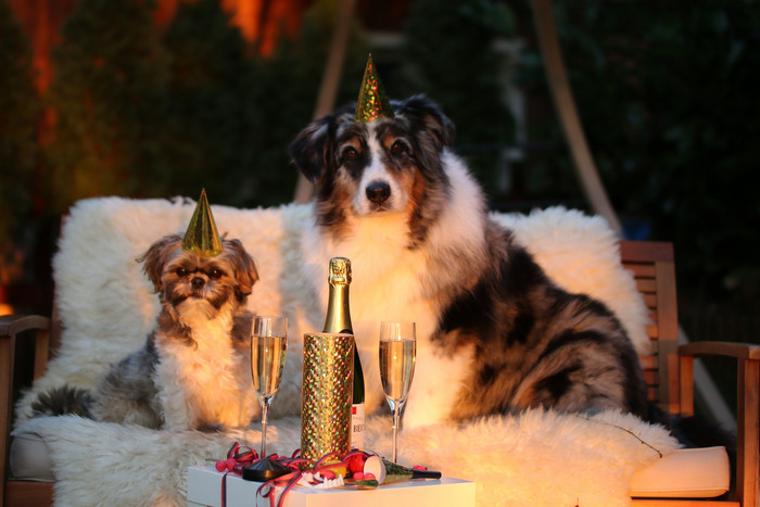 Zwei Hunde mit Partyhüten auf Outdoor-Couch, vor ihnen Champagner und Gläser im Gartenambiente